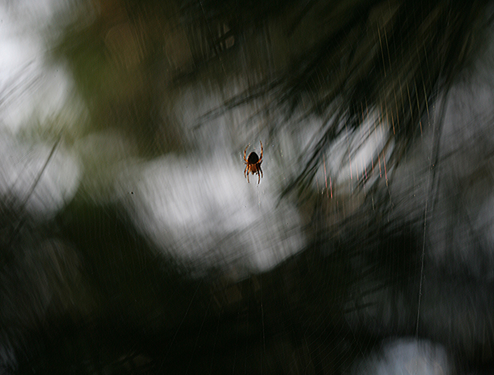 dem-licht-entgegen-a21212031