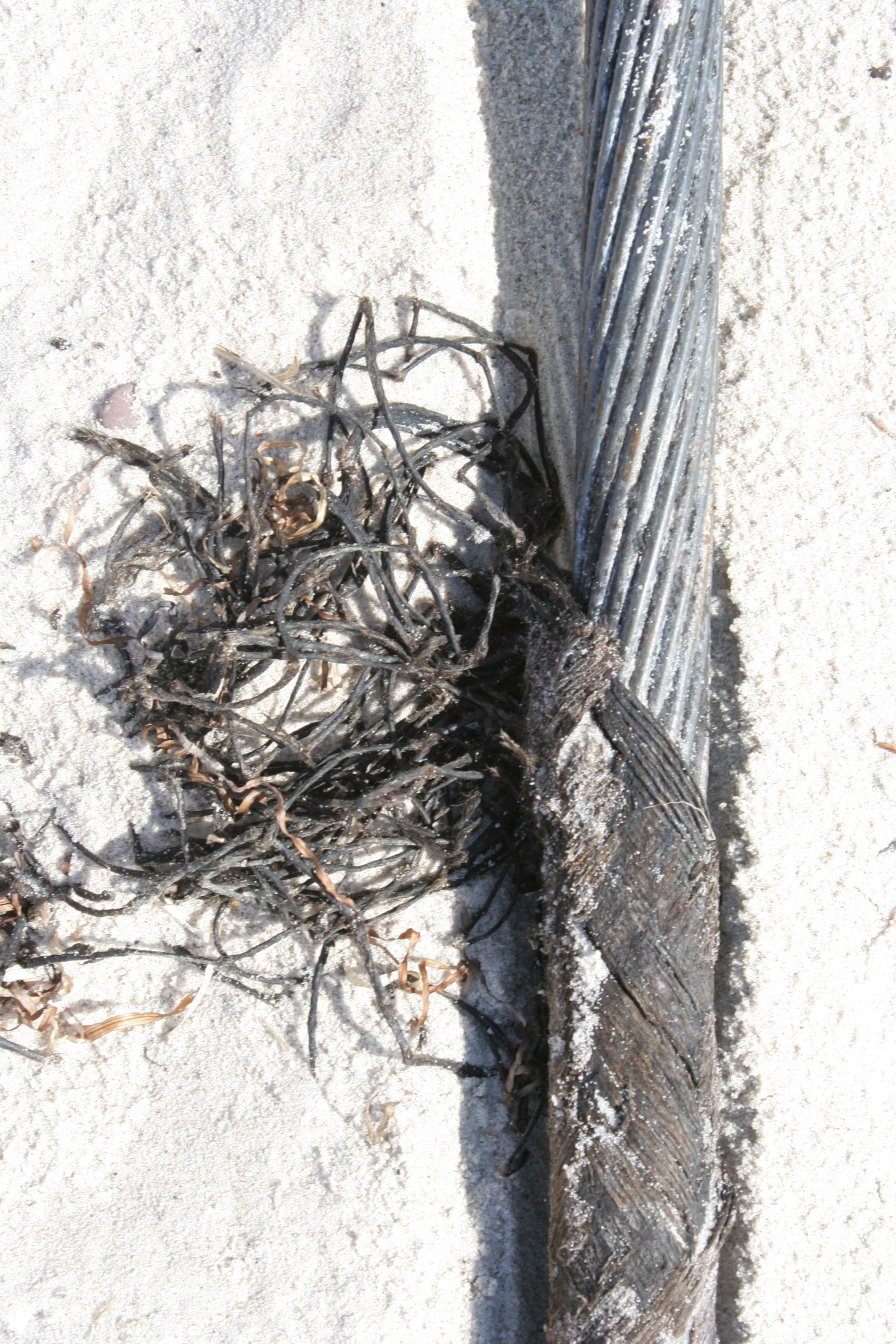 die Aufmerksamkeit zerfasert wie die Fasern dieses Taus